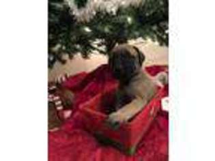 Mastiff Puppy for sale in Midway, TN, USA