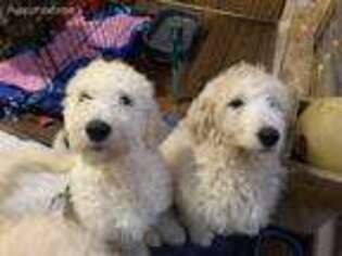 Goldendoodle Puppy for sale in Toledo, WA, USA