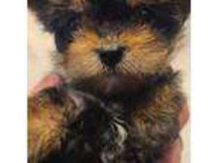 Yorkshire Terrier Puppy for sale in Evanston, IN, USA