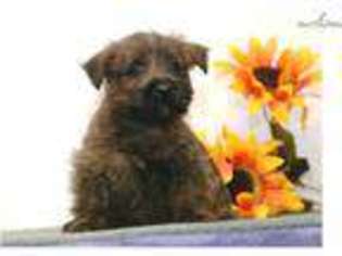 Cairn Terrier Puppy for sale in Lancaster, PA, USA