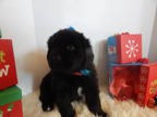 Newfoundland Puppy for sale in Denver, CO, USA