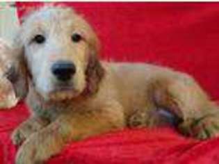 Goldendoodle Puppy for sale in Hilbert, WI, USA