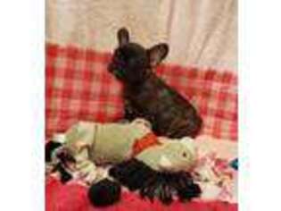 French Bulldog Puppy for sale in Washington Court House, OH, USA