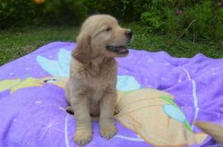 Golden Retriever Puppy for sale in Whitehall, PA, USA