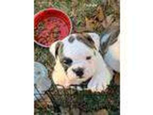 Bulldog Puppy for sale in Fort Payne, AL, USA