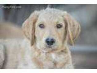 Labradoodle Puppy for sale in Grants Pass, OR, USA