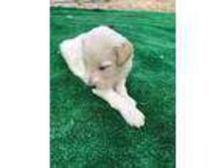 Goldendoodle Puppy for sale in Palo Cedro, CA, USA