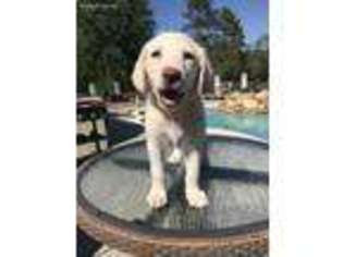 Labradoodle Puppy for sale in Ambrose, GA, USA