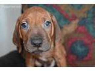 Rhodesian Ridgeback Puppy for sale in Morenci, MI, USA