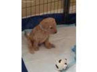Goldendoodle Puppy for sale in Folsom, CA, USA