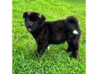 Akita Puppy for sale in Smithtown, NY, USA
