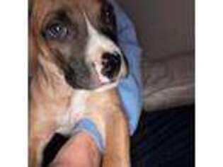 Boxer Puppy for sale in Antioch, CA, USA