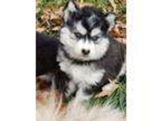 Siberian Husky Puppy for sale in Fletcher, NC, USA