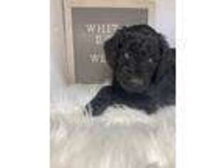 Goldendoodle Puppy for sale in Jackson, MI, USA