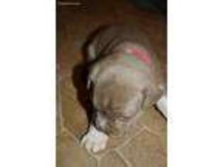Mutt Puppy for sale in Bloomsburg, PA, USA