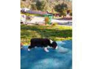 Border Collie Puppy for sale in Los Alamos, CA, USA