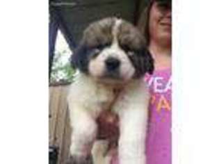 Great Pyrenees Puppy for sale in Eastland, TX, USA