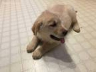 Golden Retriever Puppy for sale in Princeton, MN, USA