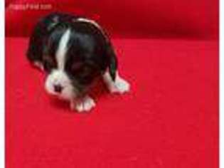 Cavalier King Charles Spaniel Puppy for sale in Palmyra, ME, USA