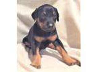 Doberman Pinscher Puppy for sale in Sylva, NC, USA