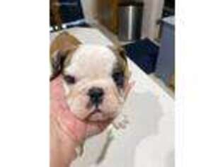 Bulldog Puppy for sale in Pendleton, OR, USA