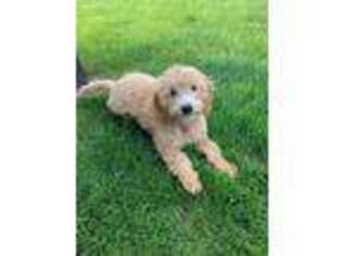 Goldendoodle Puppy for sale in North Liberty, IA, USA