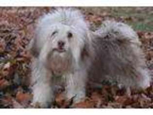 Russian Tsvetnaya Bolonka Puppy for sale in Millerstown, PA, USA