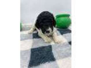 Mutt Puppy for sale in Richland, MO, USA