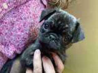 Pug Puppy for sale in Bryant, IN, USA
