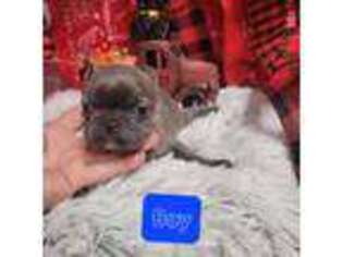 French Bulldog Puppy for sale in Marmaduke, AR, USA