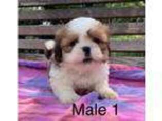 Lhasa Apso Puppy for sale in Culbertson, NE, USA