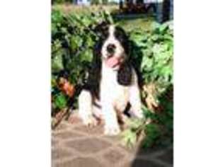 English Springer Spaniel Puppy for sale in Madrid, NY, USA