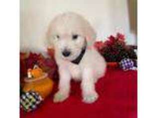 Mutt Puppy for sale in Galt, CA, USA