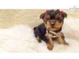 Yorkshire Terrier Puppy for sale in San Diego, CA, USA