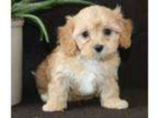 Cavapoo Puppy for sale in Fort Plain, NY, USA