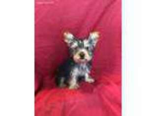 Yorkshire Terrier Puppy for sale in Harriet, AR, USA
