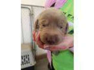 Labrador Retriever Puppy for sale in Pleasantville, IA, USA