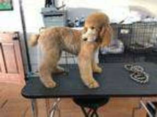 Mutt Puppy for sale in Riverview, FL, USA