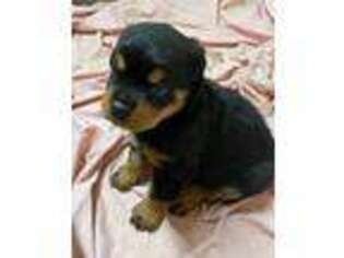Rottweiler Puppy for sale in Norman, OK, USA
