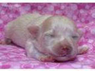 Mutt Puppy for sale in Abilene, KS, USA