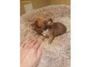 Chihuahua Puppy for sale in Watertown, NY, USA