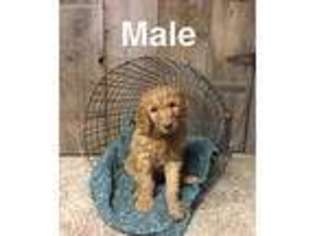 Goldendoodle Puppy for sale in Milford, NE, USA
