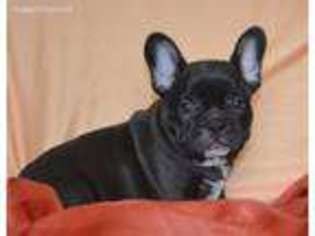 French Bulldog Puppy for sale in Medina, OH, USA