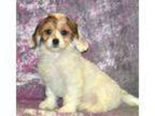 Cavachon Puppy for sale in Northwood, NH, USA