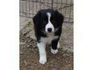 Border Collie Puppy for sale in Pulaski, NY, USA