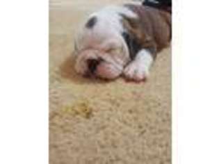 Bulldog Puppy for sale in Elkins, AR, USA