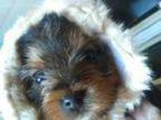 Yorkshire Terrier Puppy for sale in Eagle Point, OR, USA