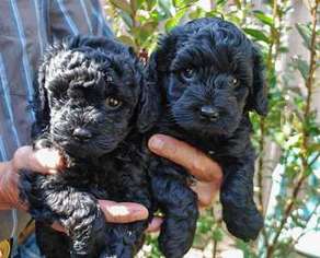 Labradoodle Puppy for sale in Elkin, NC, USA