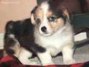 Pembroke Welsh Corgi Puppy for sale in Garden City, TX, USA
