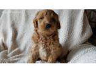 Goldendoodle Puppy for sale in Romney, WV, USA
